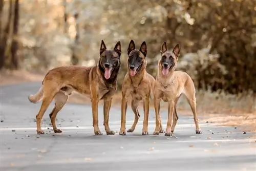 14 fets sorprenents de Malinois belga (amb imatges)