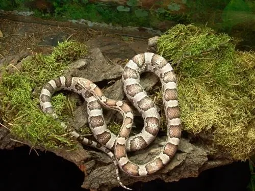 Призрачна царевична змия: факти, информация & Ръководство за грижа (със снимки)