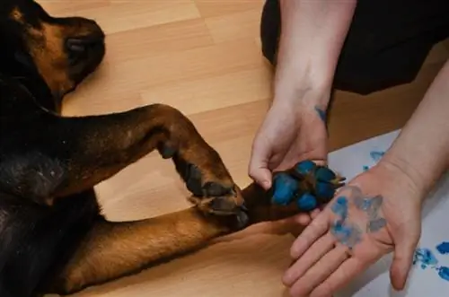 Kā izveidot suņu ķepu nospiedumus ar krāsu: 8 ekspertu padomi