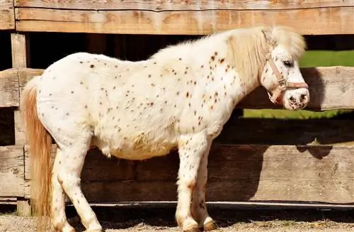 100+ Nama Kuda Poni: Gagasan untuk Ketenangan & Peduli Kuda Poni