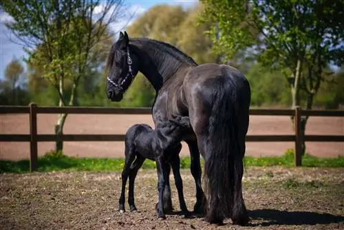 100+ Black Horse Name: Idees for Dark & Mysterious Horses