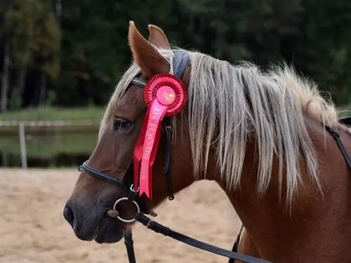 100+ namen van showpaarden: ideeën voor beroemde & gevierde paarden