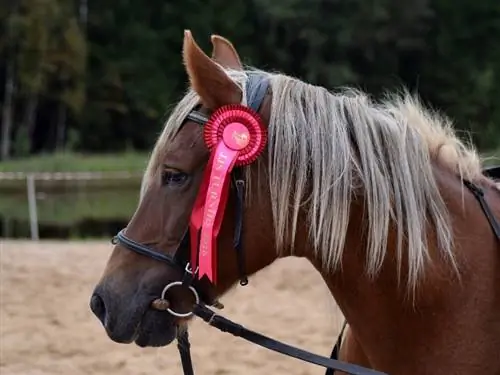 100+ Show Horse Names: Mga Ideya para sa Famed & Celebrated Horse