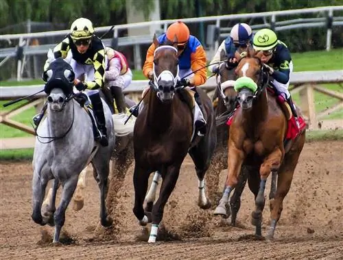 100+ Yarış Atı Adı: Sürətli Atlar üçün İdeyalar & Sürətli Atlar