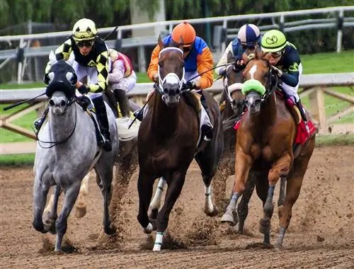 Més de 100 noms de cavalls de carreres: idees per a cavalls elegants & Speedy Horses