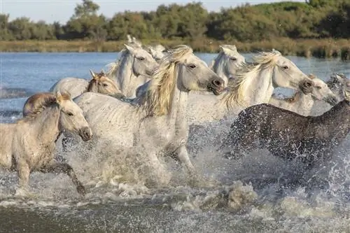 100+ hvide hestenavne: Idéer til rene & naturlige heste