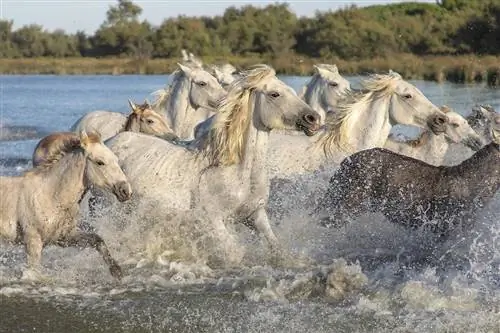 100+ b altųjų arklių vardų: grynų & natūralių arklių idėjos