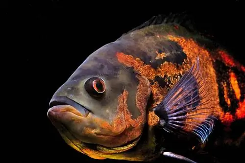 9 Makanan Terbaik untuk Ikan Oscar di 2023 – Ulasan & Pilihan Teratas
