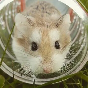 10 Botol Air Hamster Terbaik di 2023 – Ulasan & Pilihan Teratas