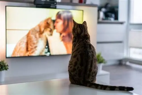 Les chats aiment-ils regarder la télévision ? 8 raisons pour lesquelles ils le regardent