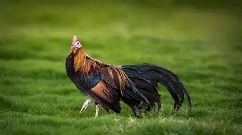 Phoenix Chicken: Bilder, info, egenskaper & Skötselguide
