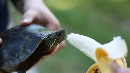 Quels fruits les tortues peuvent-elles manger ? 10 options de sécurité approuvées par les vétérinaires