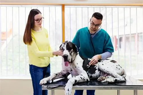 Cara Mencegah Kembung di Great Danes: 8 Tips Gaya Hidup