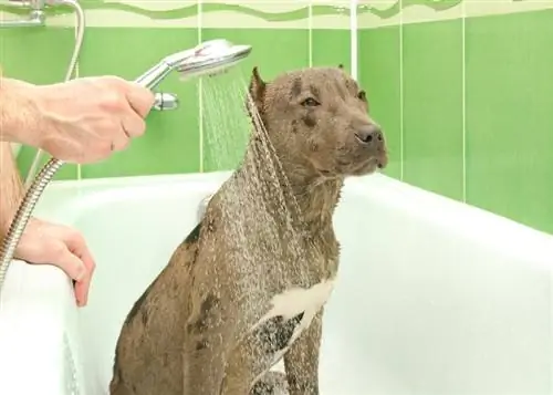 À quelle fréquence dois-je laver mon Pitbull ? Conseils approuvés par le vétérinaire