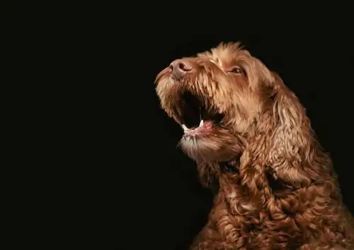 Perché i cani ululano alla musica? 7 Probabili motivi & FAQ