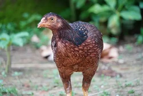 Цыплята Aseel: изображения, информация, использование, характеристики & Руководство по уходу