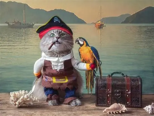 150 Pirate Cat Name: Swashbuckling Options para sa Iyong Pusa