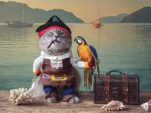 150 nomes de gatos piratas: opções de fanfarrão para o seu gato