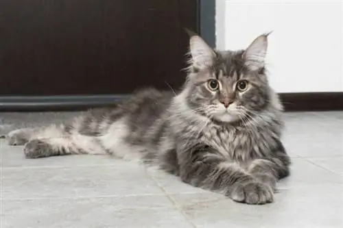 200 שמות חתולים של מיין קון: מושלם & אפשרויות חכמות לחתול שלך