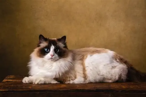 150 paksu kassi nime: elust suuremad valikud teie koheva kassi jaoks