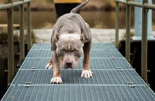 5 verschiedene Arten von Pitbull-Hunderassen (mit Bildern)