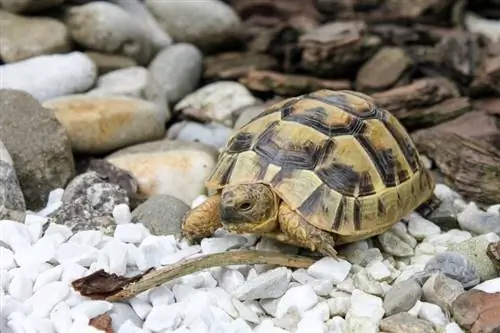 Jak dbać o żółwia domowego Arkusz pielęgnacji & Poradnik 2023