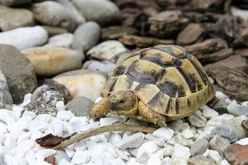 Paano Alagaan ang Pet Tortoise Care Sheet & Guide 2023