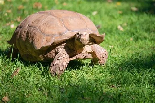 Kura-kura Terpinggir: Lembaran Penjagaan, Persediaan Tangki, Diet & Lagi (Dengan Gambar)