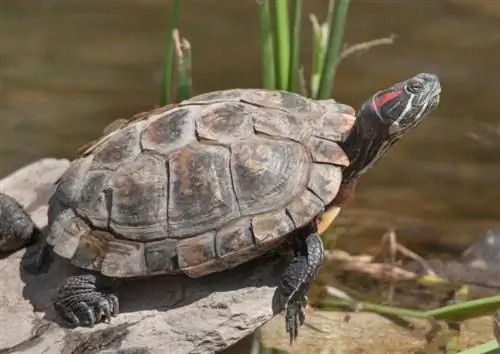 Může želva žít bez krunýře? Fakta zkontrolovaná veterinárním lékařem & Časté dotazy