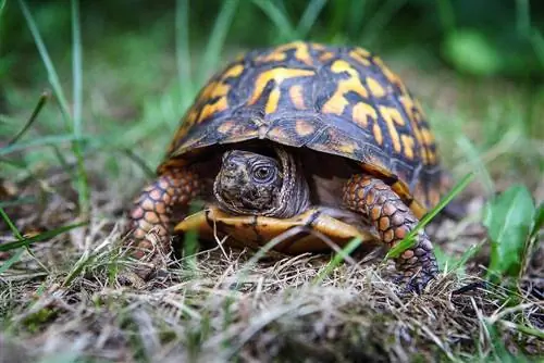 7 fascinerende feiten over het schild van een schildpad (je wist het nooit)