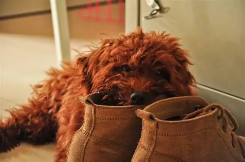 لماذا يسرق كلبي حذائي؟ 6 أسباب محتملة & نصائح