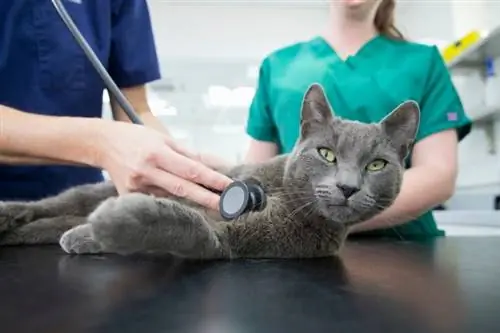 Zdravotné problémy mačiek Nebelung: 6 obáv zhodnotených veterinárom