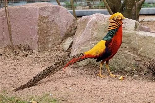 Golden Pheasant: Fakta, Asal Usul & Karakteristik