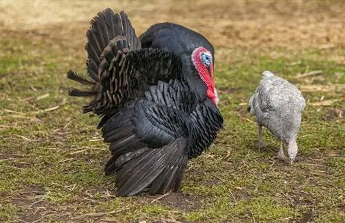 Norfolk Zwart Turkije: Feiten & Kenmerken