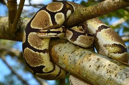 كرة النار Python Morph: حقائق ، صور ، مظهر & دليل العناية