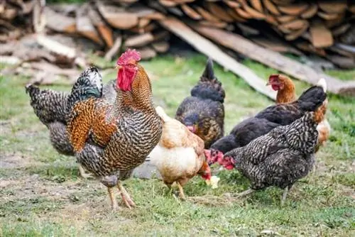 Pourquoi les poules mangent leurs œufs : 11 raisons & Comment l'arrêter