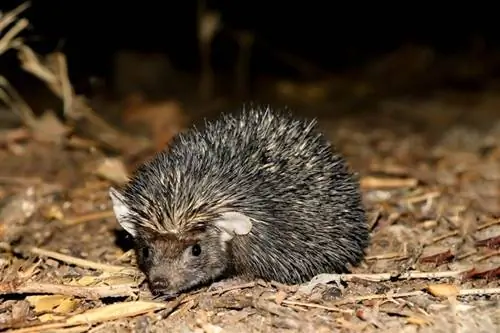 Khaub thuas Hedgehog: Qhov Tseeb, Ntau Yam, Lifespan, Duab & Ntau