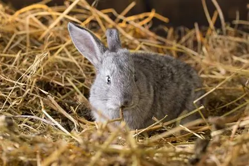 10 najlepszych ściółek dla królików w Wielkiej Brytanii w 2023 r. – najczęściej wybierane & Recenzje