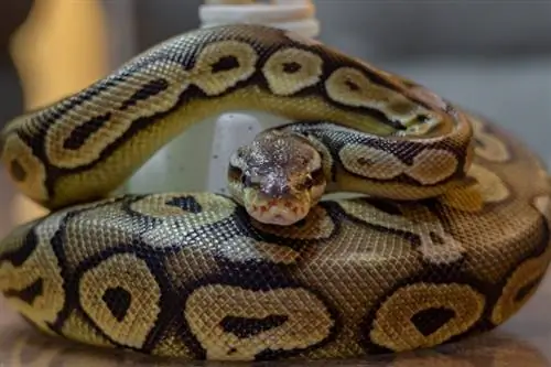 Zijn balpythons in bomen? Wat je moet weten