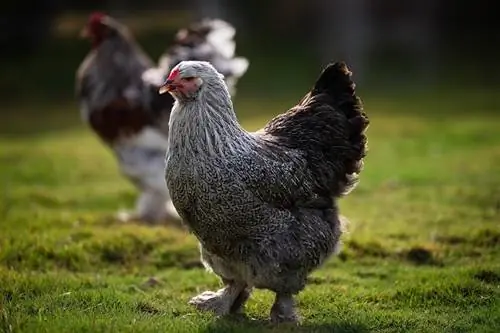 15 najšarenijih & prekrasnih pasmina kokoši (sa slikama)