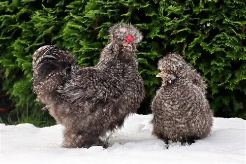 12 πιο χαριτωμένες ράτσες κοτόπουλου (με εικόνες)