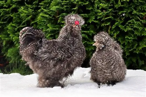 12 races de poulet les plus mignonnes (avec photos)