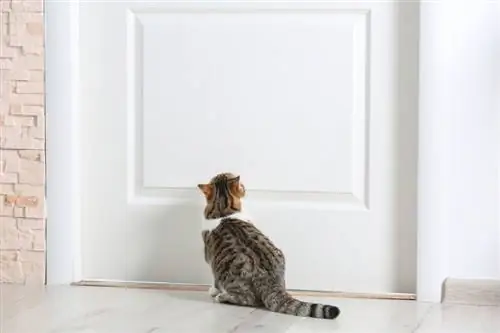 2023 оны шилдэг 10 муурны хаалга – Шүүмж & Шилдэг сонголтууд