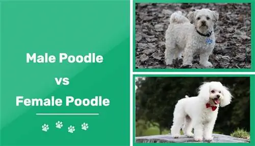 Pes vs fena pudla: Rozdíly (s obrázky)