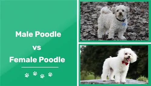 Male vs Female Poodle: The Differences (with Pictures)