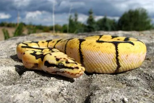 Kunnen balpythons zwemmen? En vinden ze het leuk?