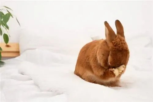 Czy króliki płaczą? Fakty zatwierdzone przez weterynarza & Często zadawane pytania
