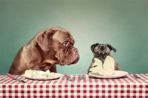 Els gossos poden menjar enciam? Fets aprovats pel veterinari & Preguntes freqüents