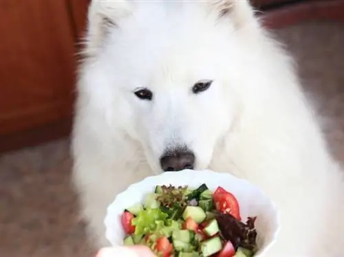 Har hunde brug for grøntsager for at være sunde? Vores dyrlæge forklarer
