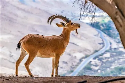 გამოსახულება